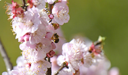 收藏美好！蜜蜂花间飞舞春天氛围感拉满