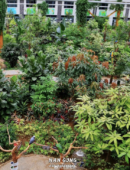 罕见！“铁树”开花！北京治愈系“植物王国”，入眼即风景——