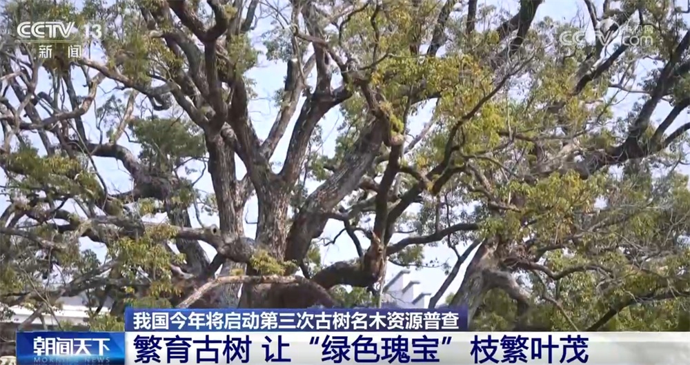 多点发力加强古树名木认知和保护 让“绿色瑰宝”枝繁叶茂