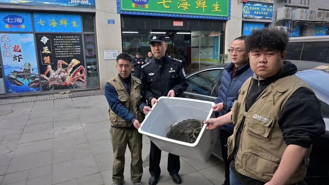 重庆南岸一海鲜店惊现国家一级保护动物绿海龟！警方+农委：出手！