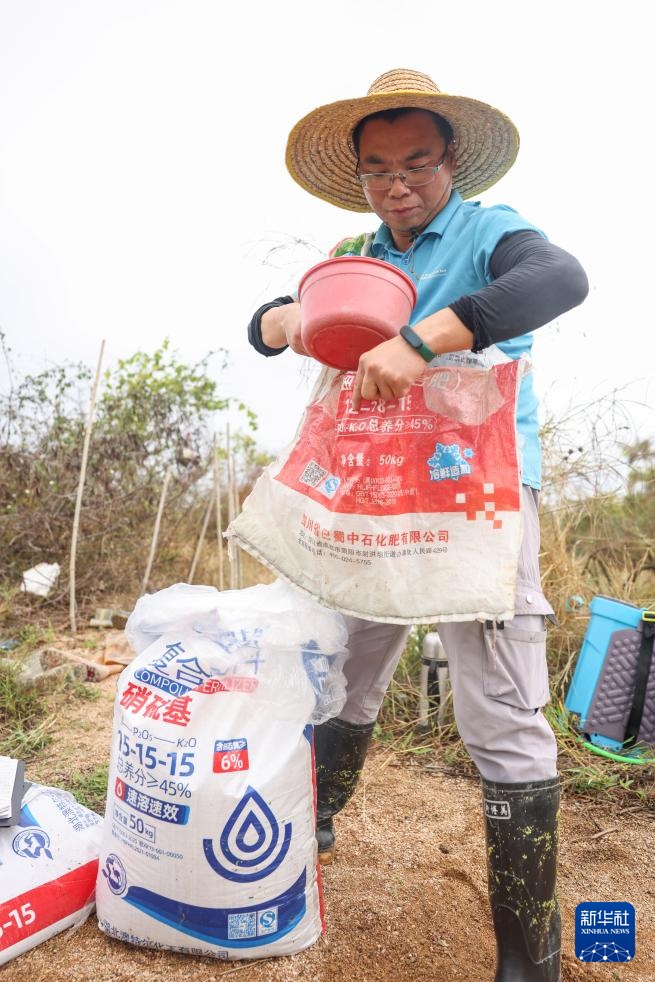 新华全媒+｜三亚：耐盐碱水稻育种忙