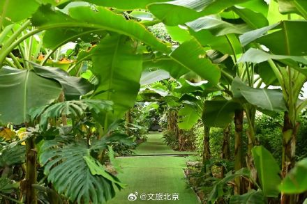 罕见！“铁树”开花！北京治愈系“植物王国”，入眼即风景——