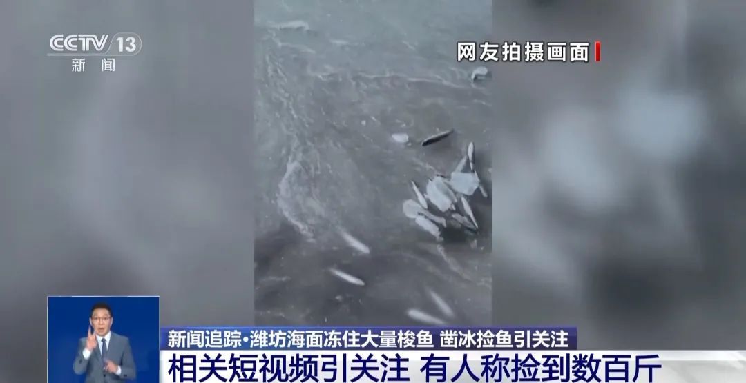 山东一地海面冻住大量梭鱼！有人称捡到几百斤……