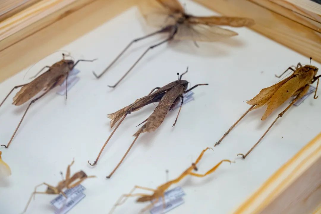 广州再现全球昆虫新物种!以“海珠”命名,就在这里 广州再现全球昆虫新物种!以“海珠”命名,就在这里