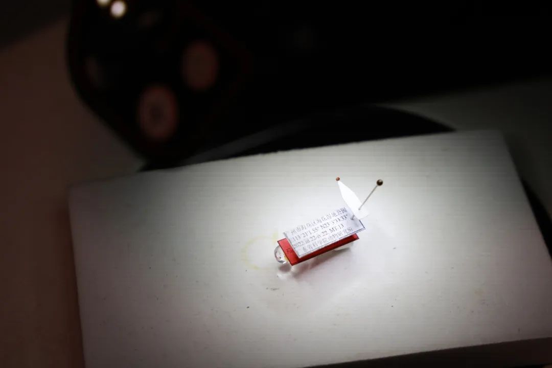 广州再现全球昆虫新物种!以“海珠”命名,就在这里 广州再现全球昆虫新物种!以“海珠”命名,就在这里