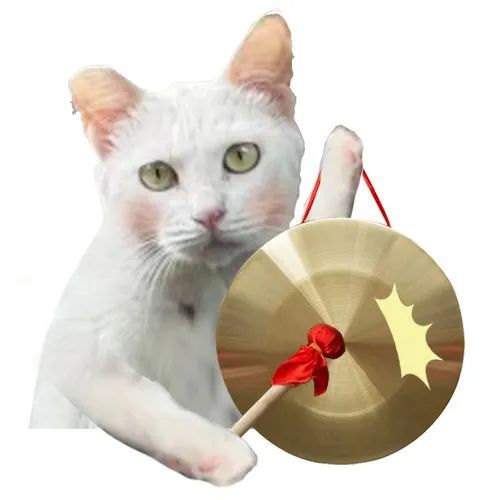 广州再现全球昆虫新物种!以“海珠”命名,就在这里 广州再现全球昆虫新物种!以“海珠”命名,就在这里