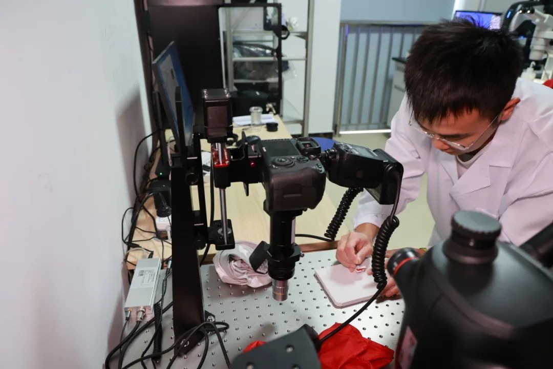 广州再现全球昆虫新物种!以“海珠”命名,就在这里 广州再现全球昆虫新物种!以“海珠”命名,就在这里