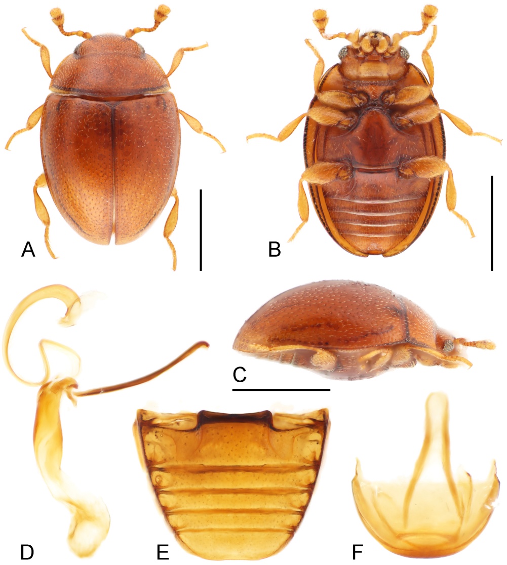 广州再现全球昆虫新物种!以“海珠”命名,就在这里 广州再现全球昆虫新物种!以“海珠”命名,就在这里