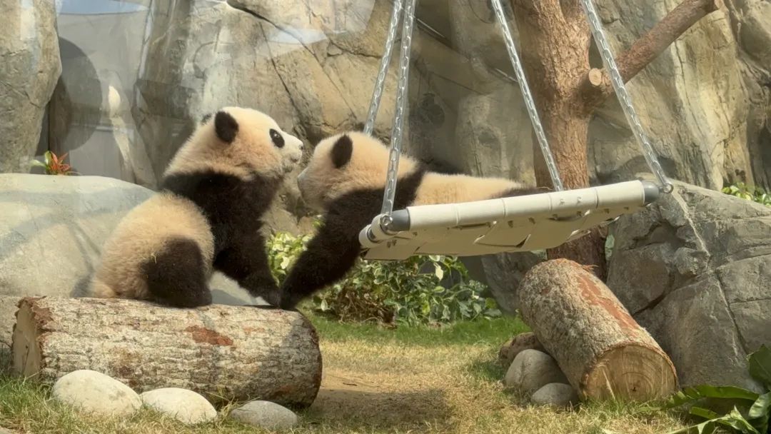 这对“港产”大熊猫在线征名! 这对“港产”大熊猫在线征名!