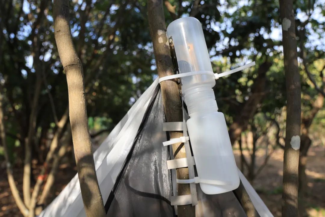 广州再现全球昆虫新物种!以“海珠”命名,就在这里 广州再现全球昆虫新物种!以“海珠”命名,就在这里