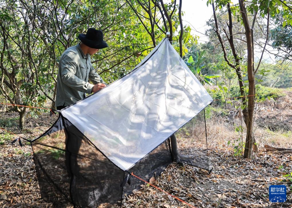 广东在城市湿地发现昆虫新物种海珠微瓢虫