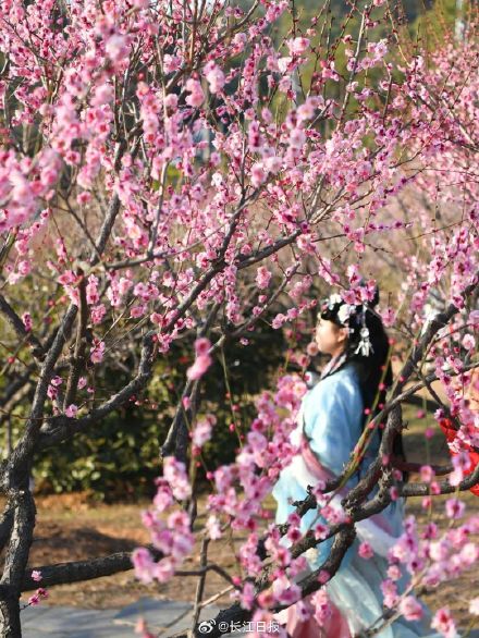 “武汉梅花直接封神！” 武汉这些地方的梅花免费看