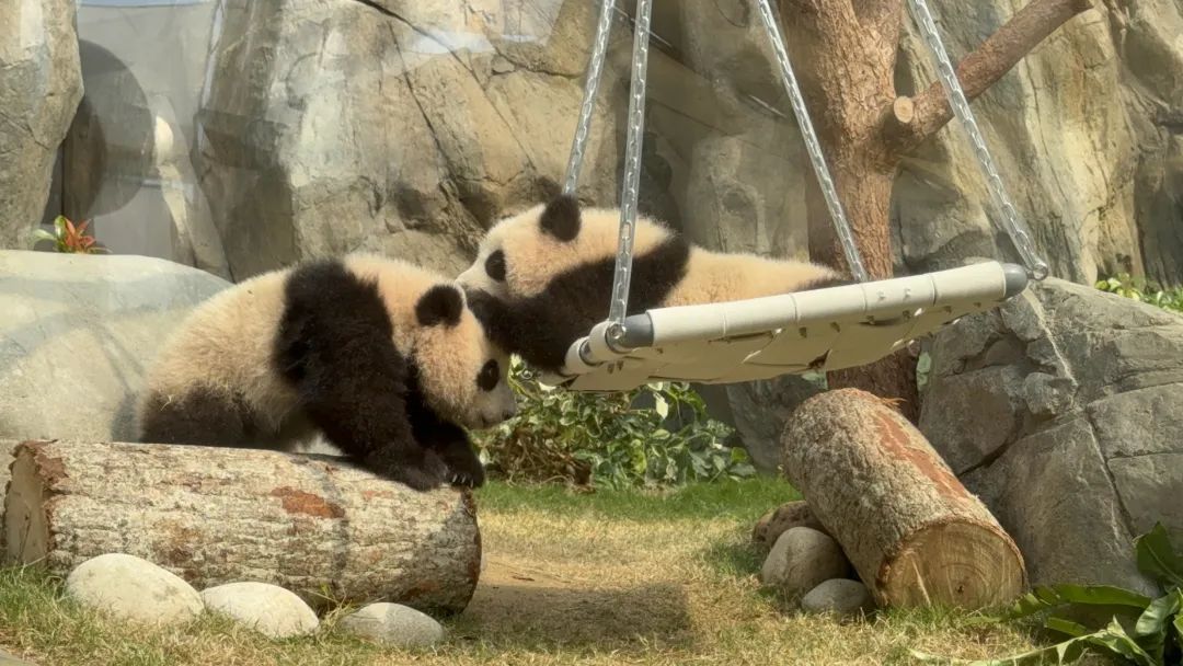 这对“港产”大熊猫在线征名! 这对“港产”大熊猫在线征名!