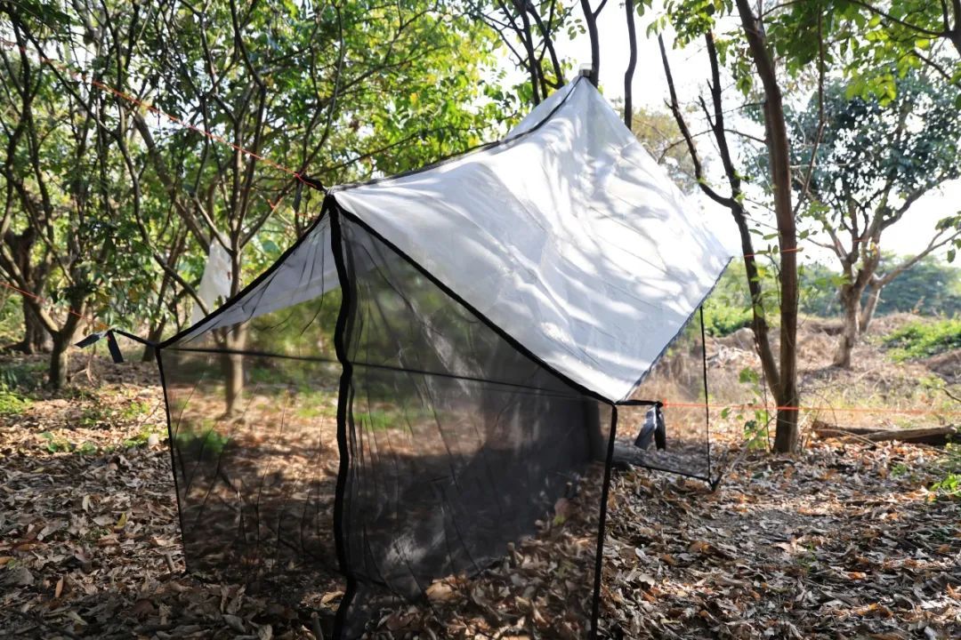 广州再现全球昆虫新物种!以“海珠”命名,就在这里 广州再现全球昆虫新物种!以“海珠”命名,就在这里