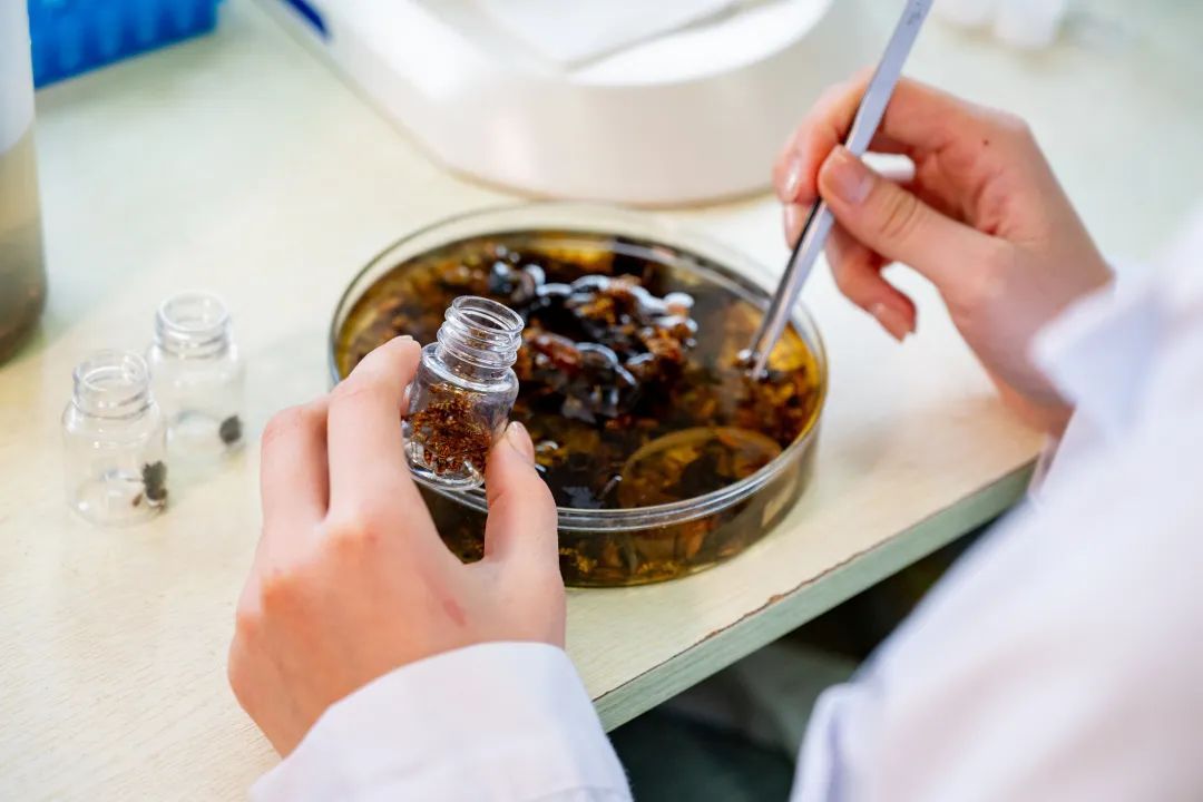 广州再现全球昆虫新物种!以“海珠”命名,就在这里 广州再现全球昆虫新物种!以“海珠”命名,就在这里