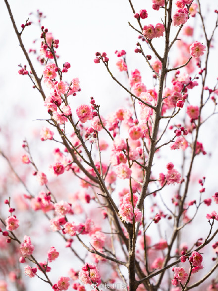“武汉梅花直接封神！” 武汉这些地方的梅花免费看