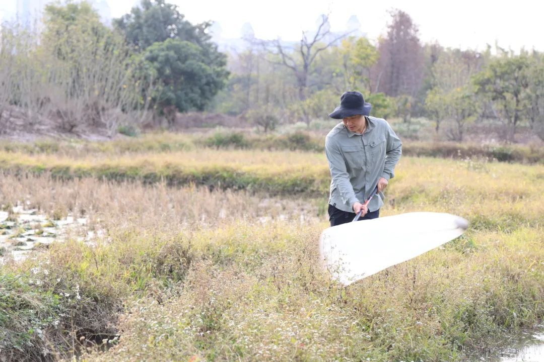 广州再现全球昆虫新物种!以“海珠”命名,就在这里 广州再现全球昆虫新物种!以“海珠”命名,就在这里