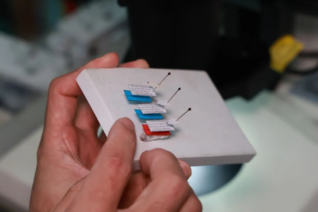 广州再现全球昆虫新物种!以“海珠”命名,就在这里 广州再现全球昆虫新物种!以“海珠”命名,就在这里