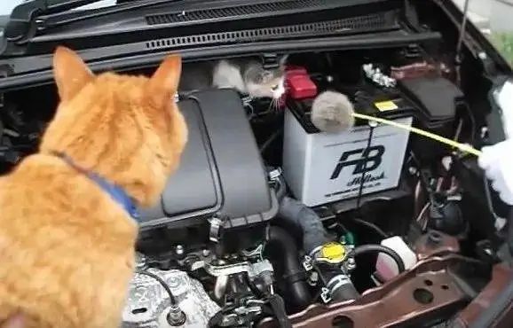 天真冷,小心车上“长”它! 天真冷,小心车上“长”它!