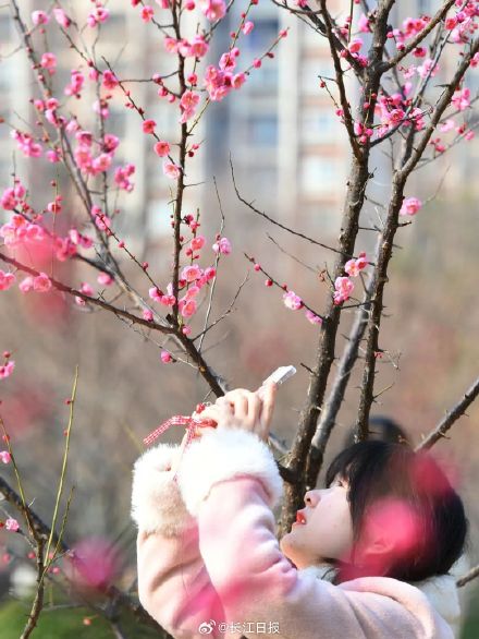 “武汉梅花直接封神！” 武汉这些地方的梅花免费看