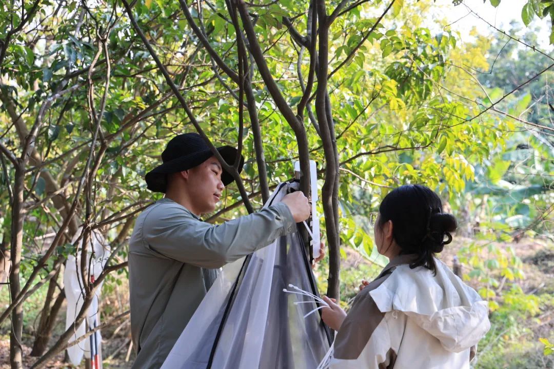 广州再现全球昆虫新物种!以“海珠”命名,就在这里 广州再现全球昆虫新物种!以“海珠”命名,就在这里