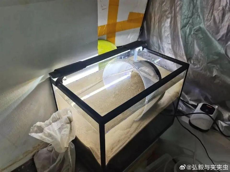 新物种取名“苏轼”，网友不淡定了！命名者回应：这是后人的最高敬意