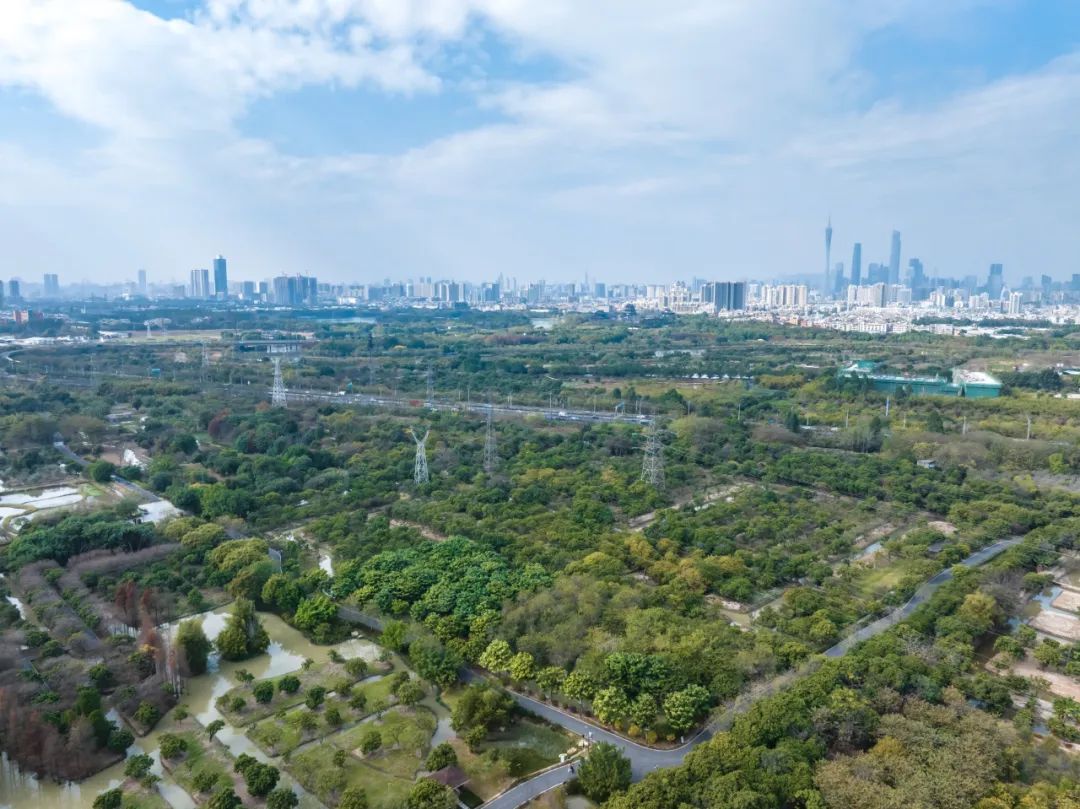 广州再现全球昆虫新物种!以“海珠”命名,就在这里 广州再现全球昆虫新物种!以“海珠”命名,就在这里