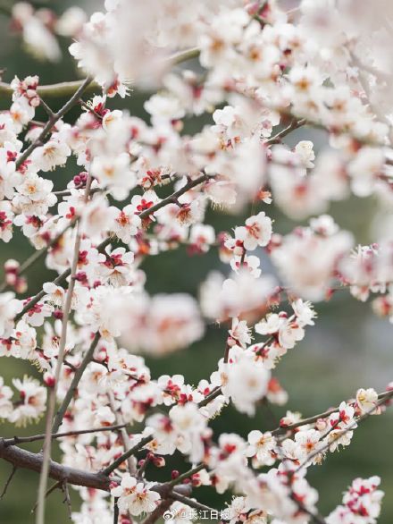 “武汉梅花直接封神！” 武汉这些地方的梅花免费看