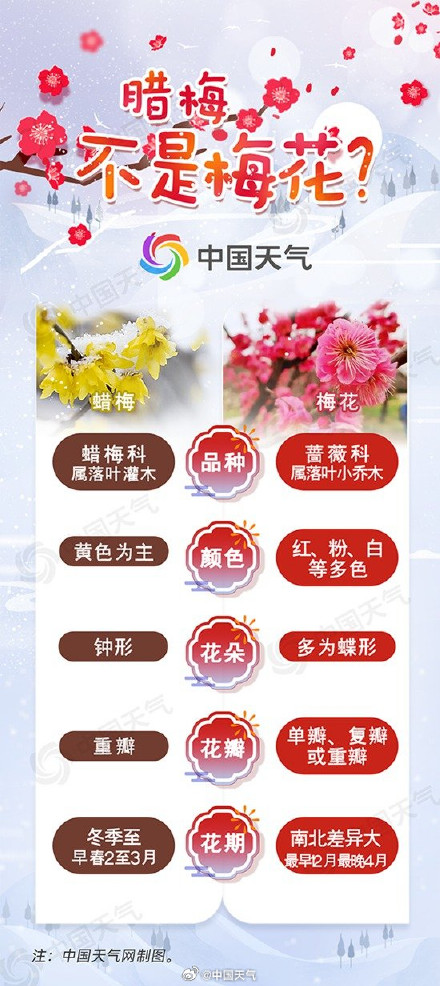 别再混淆啦！ 一图了解腊梅和梅花如何区分