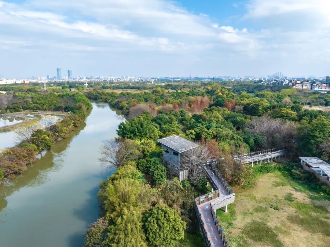 广州再现全球昆虫新物种!以“海珠”命名,就在这里 广州再现全球昆虫新物种!以“海珠”命名,就在这里