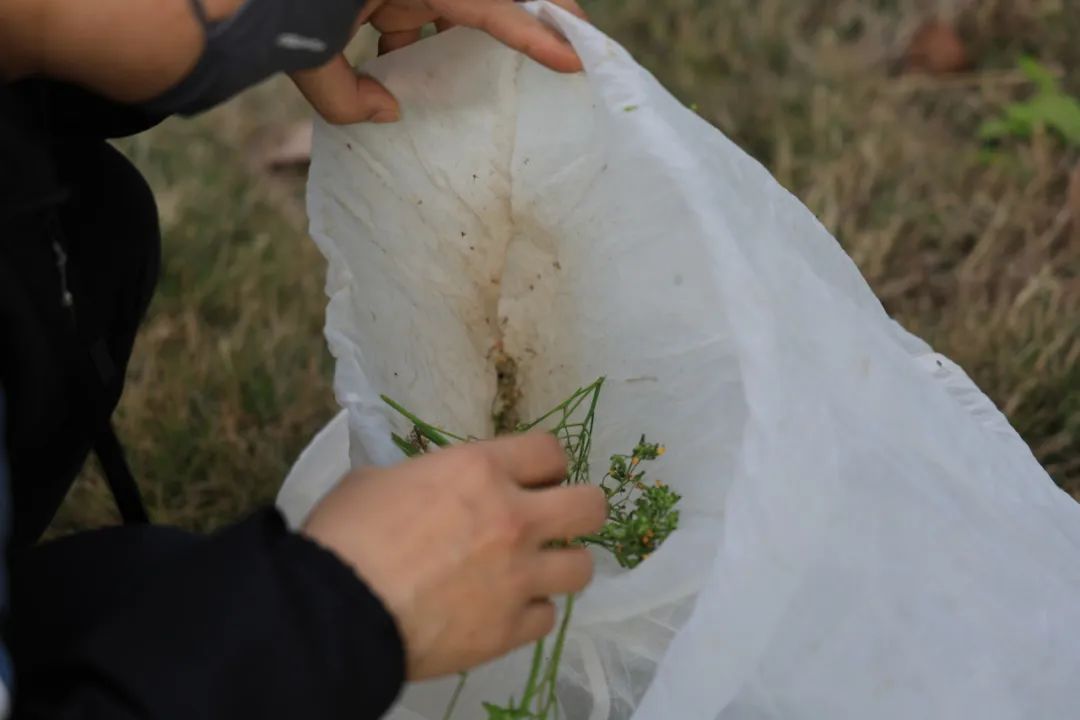 广州再现全球昆虫新物种！比芝麻还小，以“海珠”命名，网友：好眼熟…