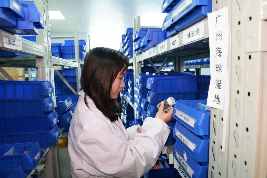 广州再现全球昆虫新物种!以“海珠”命名,就在这里 广州再现全球昆虫新物种!以“海珠”命名,就在这里