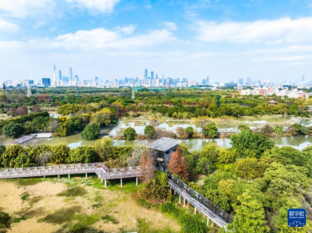 广东在城市湿地发现昆虫新物种海珠微瓢虫