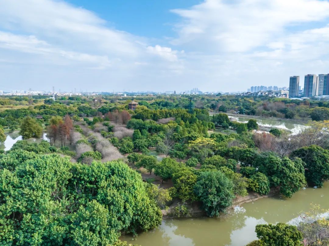 广州再现全球昆虫新物种!以“海珠”命名,就在这里 广州再现全球昆虫新物种!以“海珠”命名,就在这里