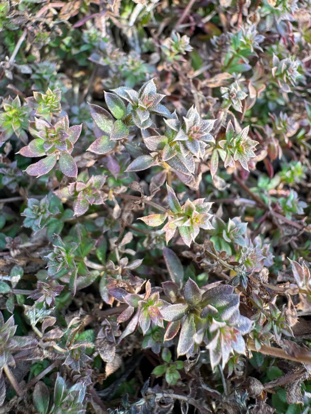 “江苏赏梅地图”来了！趁着周末好天气，快去“寻芳”吧