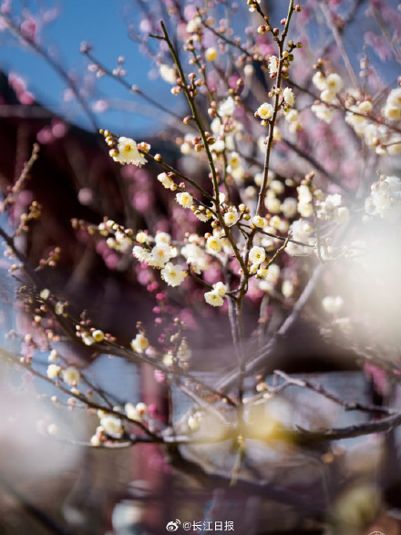 “武汉梅花直接封神！” 武汉这些地方的梅花免费看