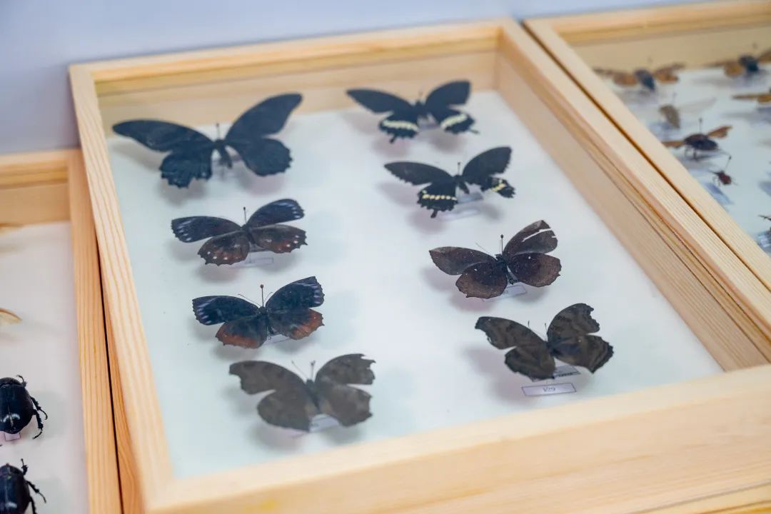 广州再现全球昆虫新物种!以“海珠”命名,就在这里 广州再现全球昆虫新物种!以“海珠”命名,就在这里