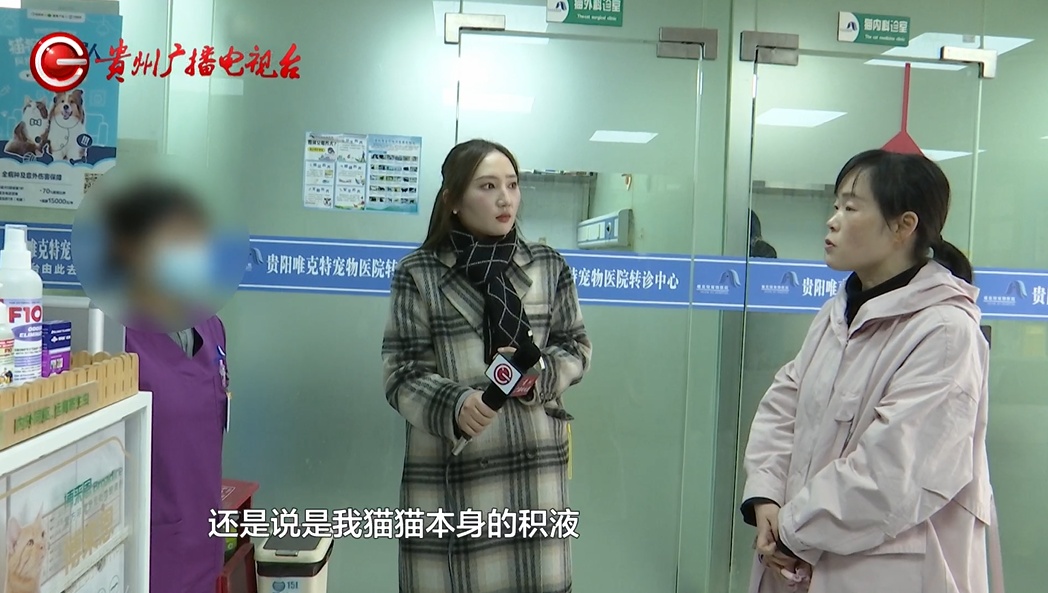 爱猫送医后1小时死亡,贵阳女子无法接受:怀疑院方操作不当 爱猫送医后1小时死亡,贵阳女子无法接受:怀疑院方操作不当