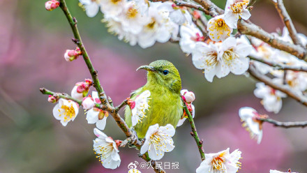 迎接春天！鸟语花香四个字有画面了