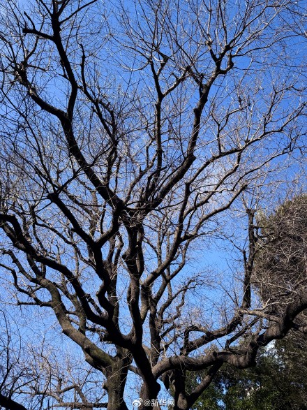 日本学生考试前也会去孔庙拜拜