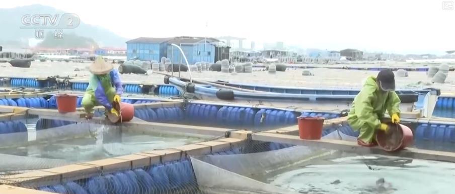 节后海鲜捕捞忙：市场供应大幅增加 价格稳步回落