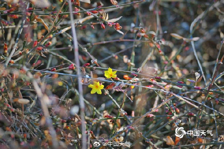 北京天暖冰消融 迎春花开春将至