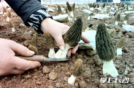 美味尝鲜!长沙羊肚菌上市了 美味尝鲜!长沙羊肚菌上市了