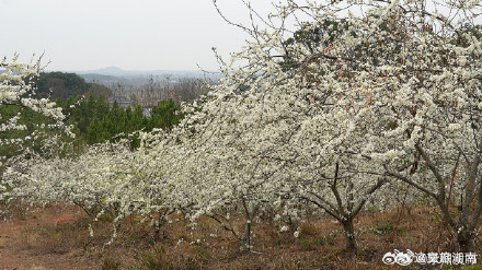 永州李花竞相绽放犹如十里长廊