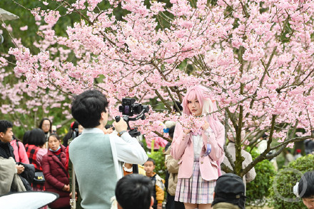 重庆园博园樱花绽放迎客来