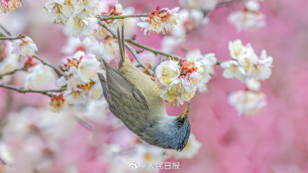 迎接春天！鸟语花香四个字有画面了