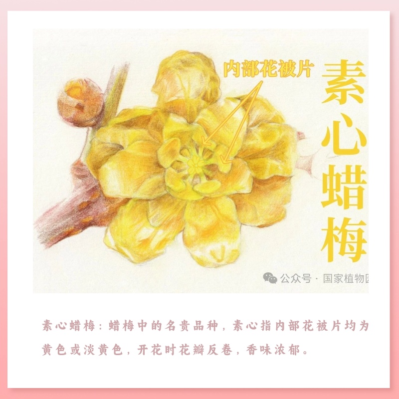 北京蜡梅要开！炸！了！