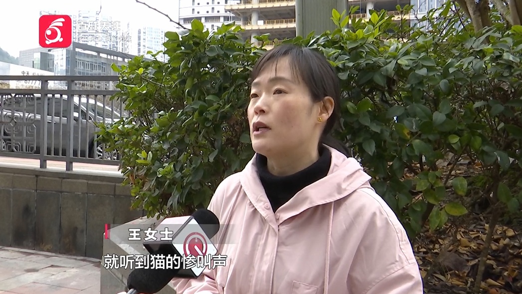 爱猫送医后1小时死亡,贵阳女子无法接受:怀疑院方操作不当 爱猫送医后1小时死亡,贵阳女子无法接受:怀疑院方操作不当