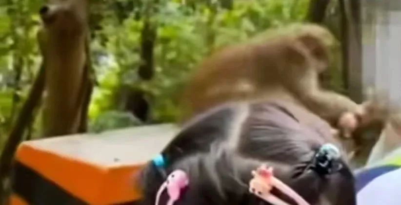 女孩在广东一景区与猴子合照，突然被拽住胳膊狠咬！工作人员回应→