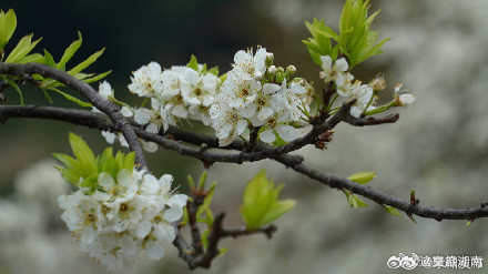 永州李花竞相绽放犹如十里长廊